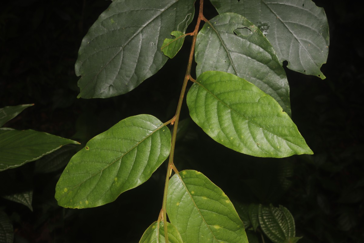 Prunus walkeri (Wight) Kalkman